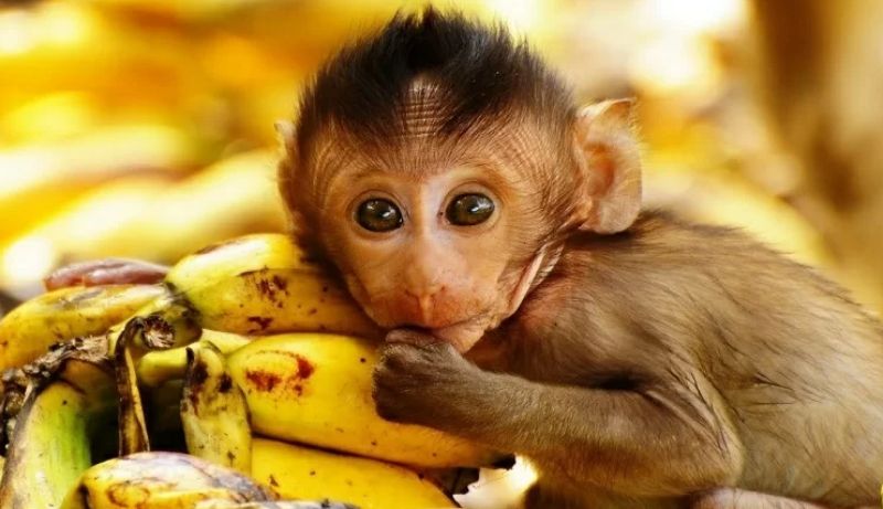 tuổi khỉ sinh năm bao nhiêu